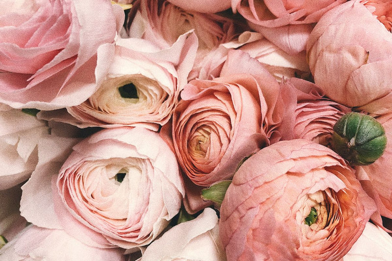 Le Jasmin Grandiflorum : la reine absolue des matieres premieres